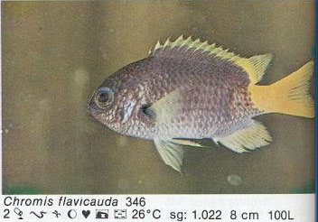 Chromis flavicauda